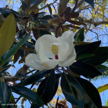 Magnolia grand. 'Little Gem' 0.80 à 1 m CT 15 litres 