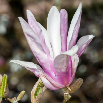 Magnolia hybr. 'George Henry Kern' 0.60 à 0.80 m CT 10 litres 