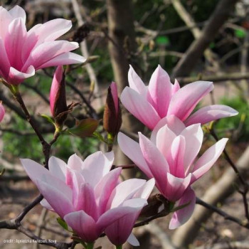 Magnolia hybr. 'Heaven Scent' 0.80 à 1 m Cont. 