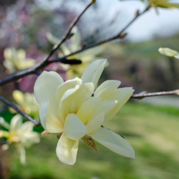Magnolia hybr. 'Daphne' 0.60 à 0.80 m CT 7,5 litres 