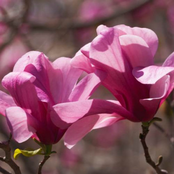 Magnolia hybr. 'Galaxy' 0.80 à 1 m CT 10 litres 
