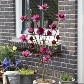 Magnolia hybr. 'Genie'® 0.80 à 1 m CT 10 litres 