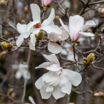 Magnolia loebn. 'Merrill' 2 à 2.5 m CT 45 litres en cépée 