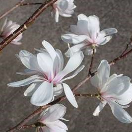 Magnolia loebn. 'Wildcat' 1.5 à 1.75 m CT 45 litres 
