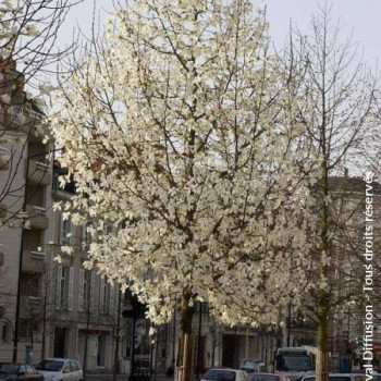 Magnolia kobus 1 à 1.25 m CT 12 litres 