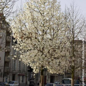 Magnolia kobus 2 à 2.5 m CT 90 litres en cépée 