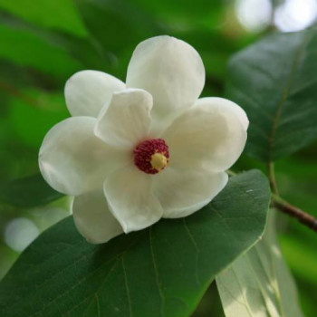 Magnolia sieboldii 1.25 à 1.5 m CT 25 litres 