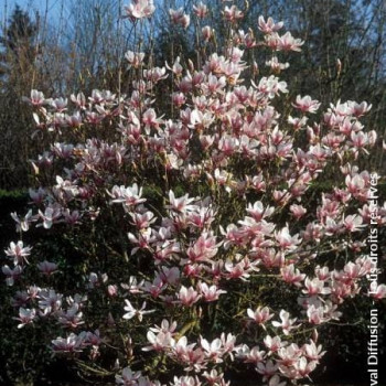 Magnolia soulangeana 1 à 1.25 m CT 20 litres 