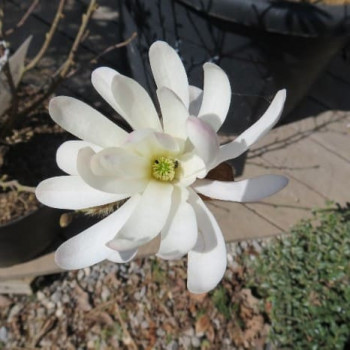 Magnolia stellata 0.60 à 0.80 m CT 10 litres 