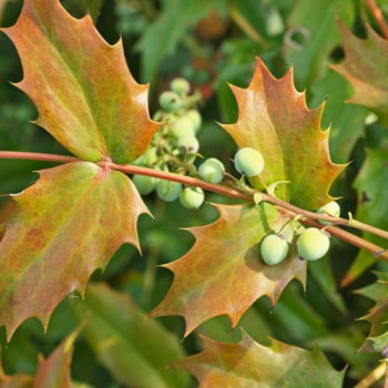 Mahonia japonica (= bealei) 0.40 à 0.50 m CT 7,5 litres 