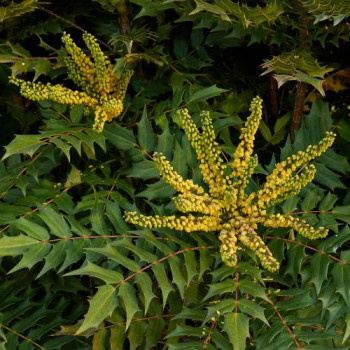 Mahonia jap. 'Hivernant' 0.40 à 0.50 m CT 7,5 litres 