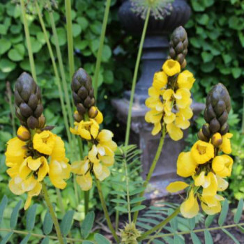 Mahonia x media 'Charity' 0.30 à 0.50 m Cont. 