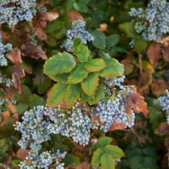 Mahonia aquifolium 0.30 à 0.40 m Cont. 