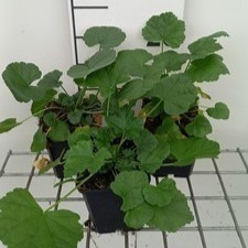 Malva alcea 'Fastigiata'  Pot 9 