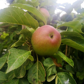 Malus ball. 'Mcintosh' 0.80 à 1 m Cont. 