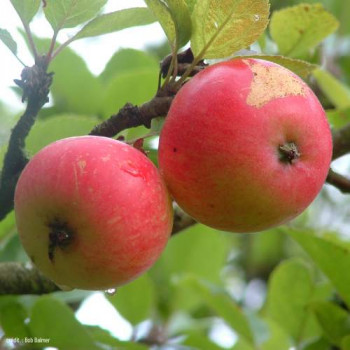 Malus d. 'Discovery' BUISSON Cont. 