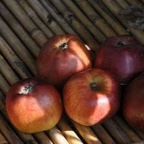 Malus d. 'Dubbele Bellefleur'  Racine nue 