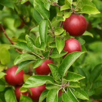 Malus d. 'Gloster'  Cont. 