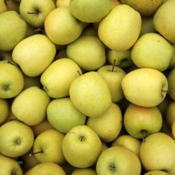 Malus d. 'Golden Delicious'  Cont. 