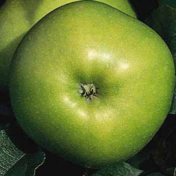 Malus d. 'Granny Smith'  Cont. 