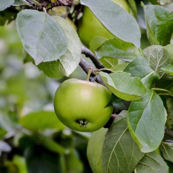 Malus d. 'Jacques Lebel'  Racine nue 