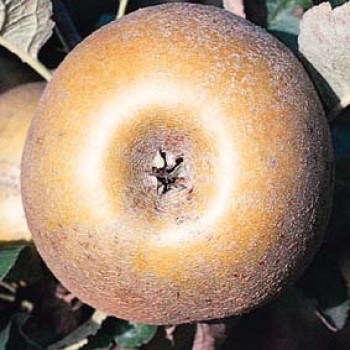 Malus d. 'Reinette (grise) du Canada' PALMETTE DOUBLE U Cont, - Palmette Verrier 
