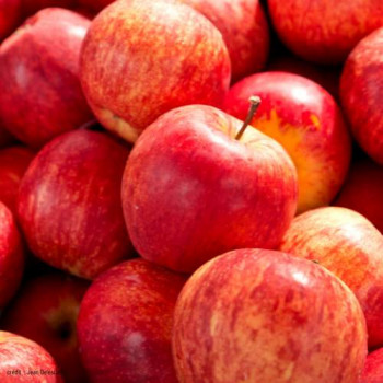 Malus d. 'Royal Gala' (= 'tenroy') PALMETTE DOUBLE U Cont, - Palmette Verrier 