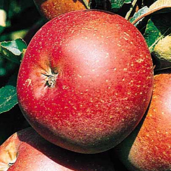 Malus d. 'Rode Boskoop'  Cont, - Palmette Verrier 