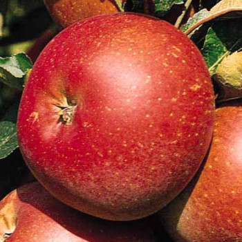 Malus d. 'Schone van Boskoop' ( 'belle de bosk.) BUISSON Cont. 