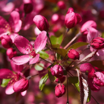 Malus hybr. 'Coccinella'® (= 'courtarou'®) Tige 10/12 CT 