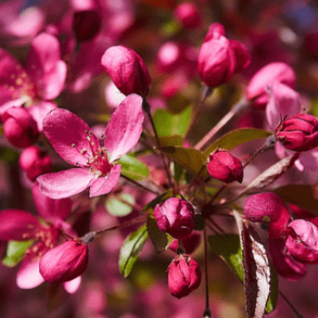 Malus hybr. 'Coccinella'® ( 'courtarou'®) Tige 16/18 Cont. 