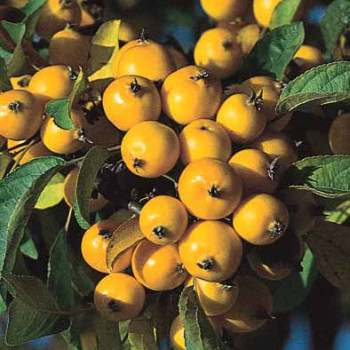 Malus hybr. 'Golden Hornet' 0.60 à 1 m Cont. 