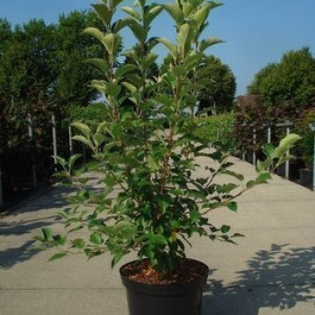 Malus hybr. 'Perpetu'® ( 'evereste'®) 0.60 à 1 m Cont. 