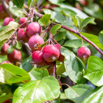 Malus hybr. 'Red Sentinel' Tige 10/12 Cont. 