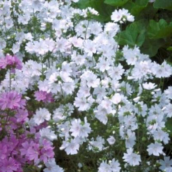 Malva mosch. 'Alba'  Pot 9 