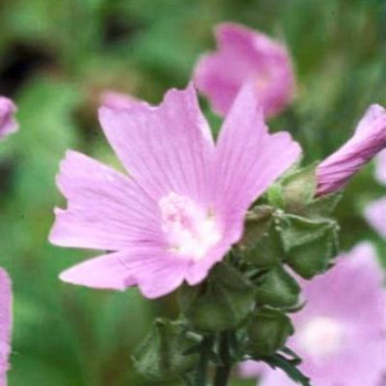 Malva mosch. 'Rosea'  Pot 9 