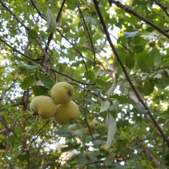 Malus sylvestris (wilde appel/pommier sauvage) 2.5 à 3 m CT 90 litres en cépée 