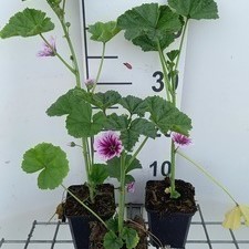 Malva sylv. 'Zebrina'  Pot 9 