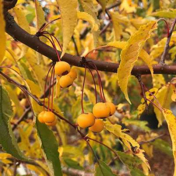 Malus tor. 'Brouwers Beauty' Tige 12/14 Cont. 