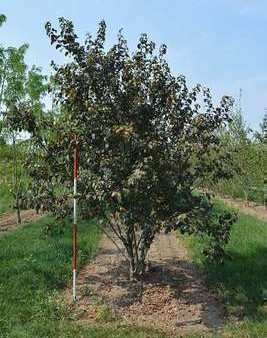 Malus tor. 'Scarlett'® 0.60 à 0.80 m CT 4 litres 