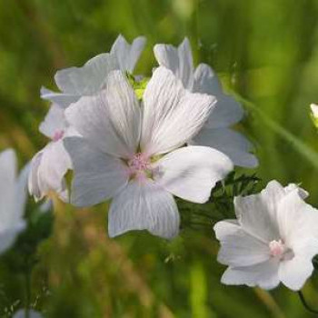 Malva moschata  Pot 9 