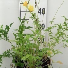 Meconopsis cambrica  Pot 9 