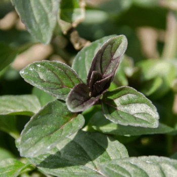 Mentha pip. 'Chocolate'  Pot 9 