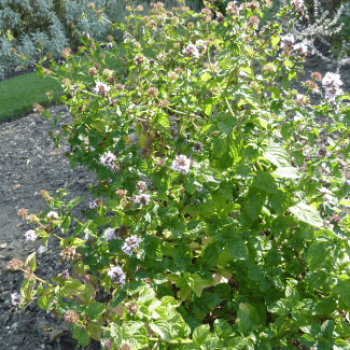 Mentha rotund. 'Eau de Cologne'  Pot 9 