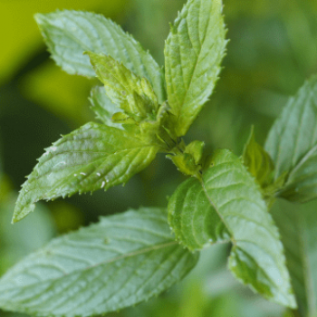 Mentha piperita  Pot 9 