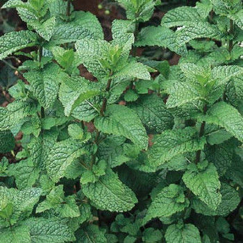 Mentha spicata  Pot 9 