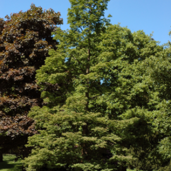 Metasequoia glyptostroboides Tige 20/25 CT 