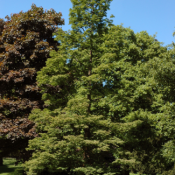 Metasequoia glyptostroboides Tige 16/18 Cont. 