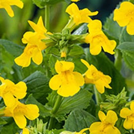 Mimulus luteus  Pot 9 