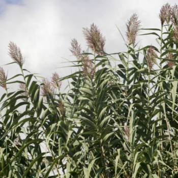 Miscanthus giganteus (=florid./japon.)  CT 3 litres 